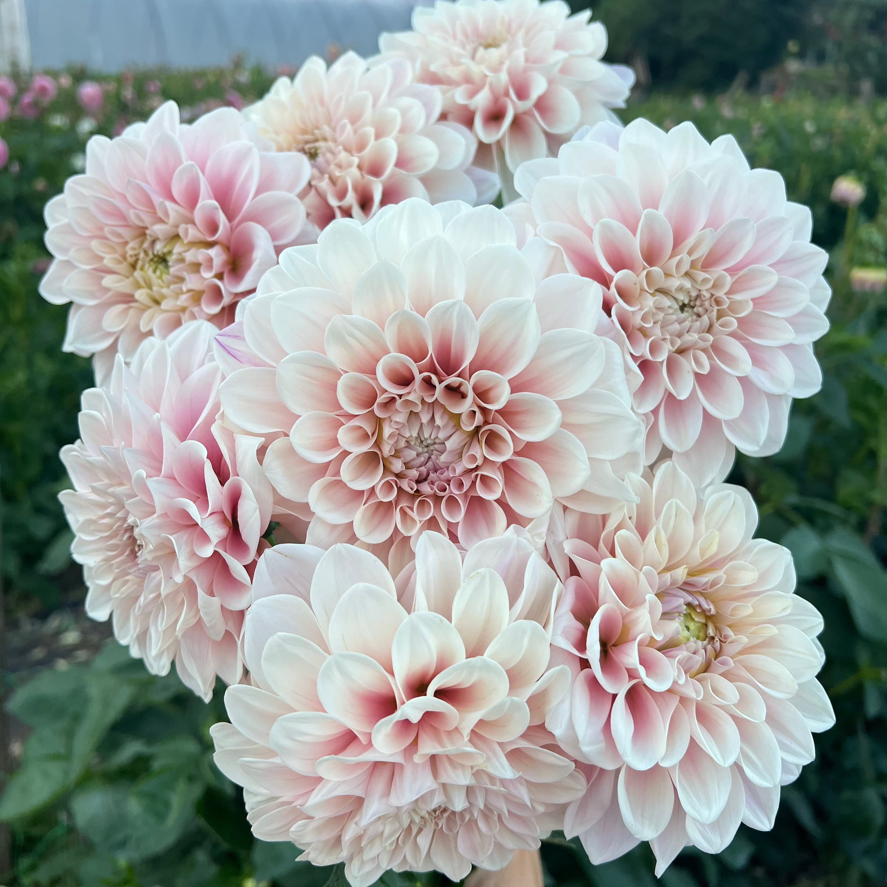 Dahlia tuber - Sweet Nathalie