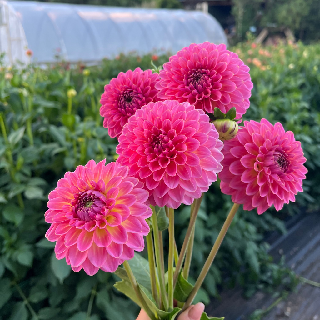 Dahlia tuber - Pink Suffusion