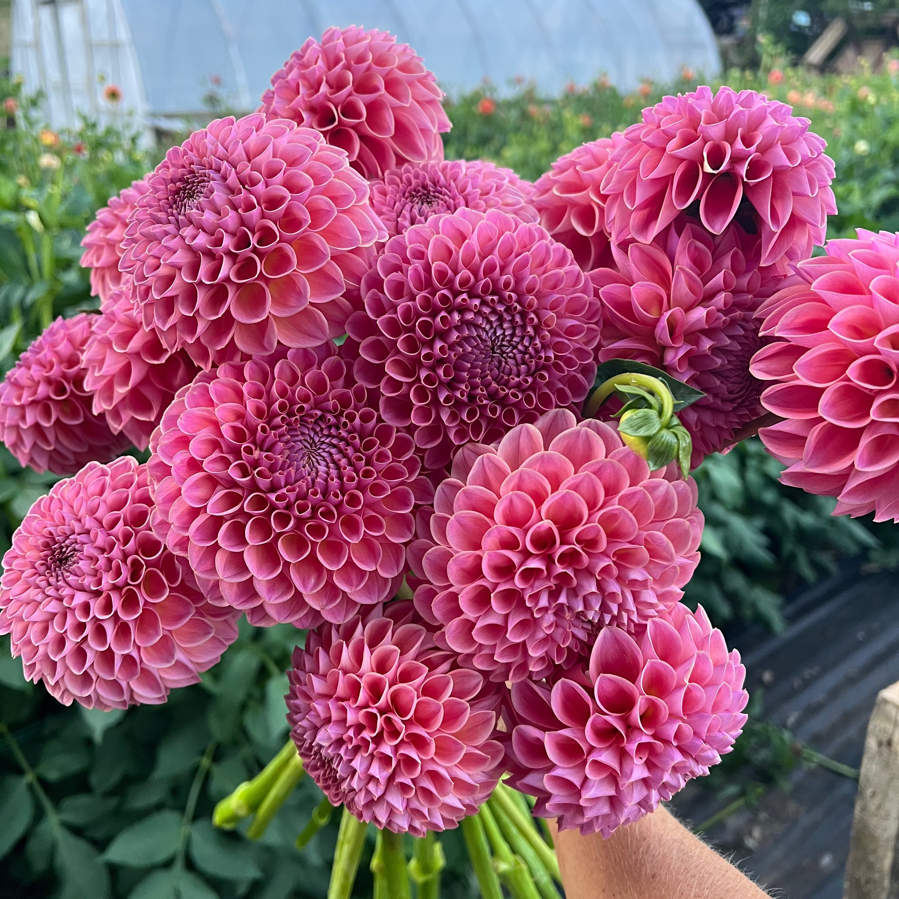 Dahlia tuber - Jowie Winnie