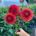 Dahlia tuber - Brown Sugar