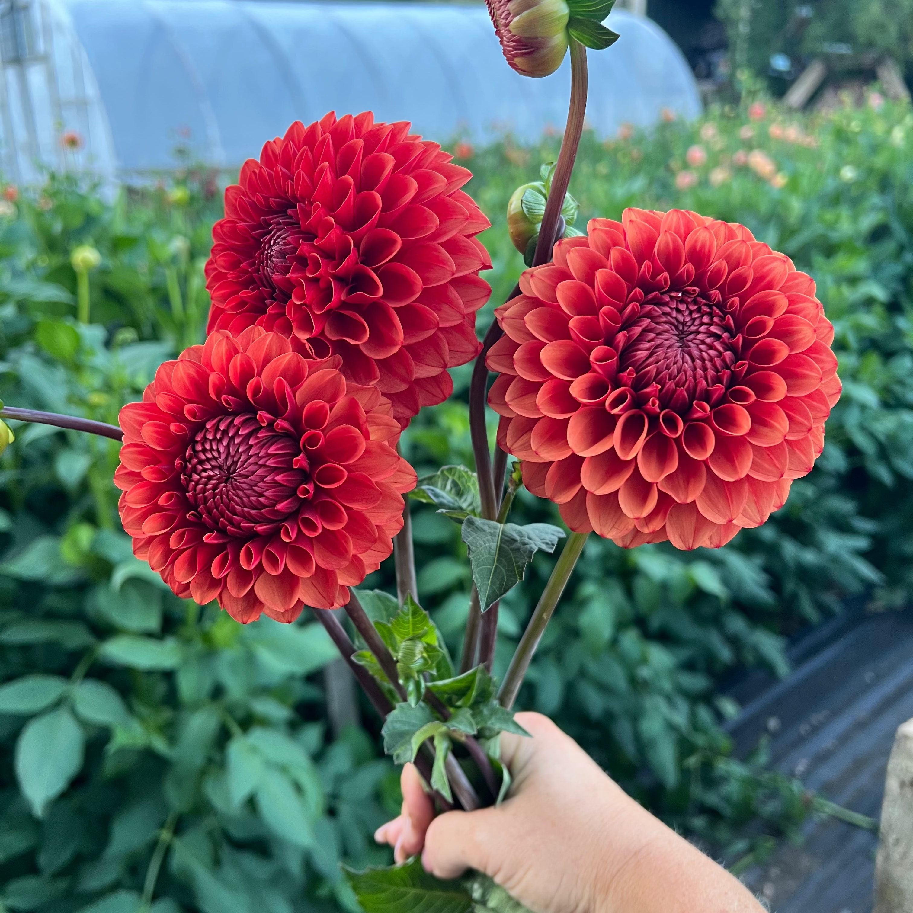 Dahlia tuber - Brown Sugar