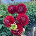 Dahlia tuber - Cornel