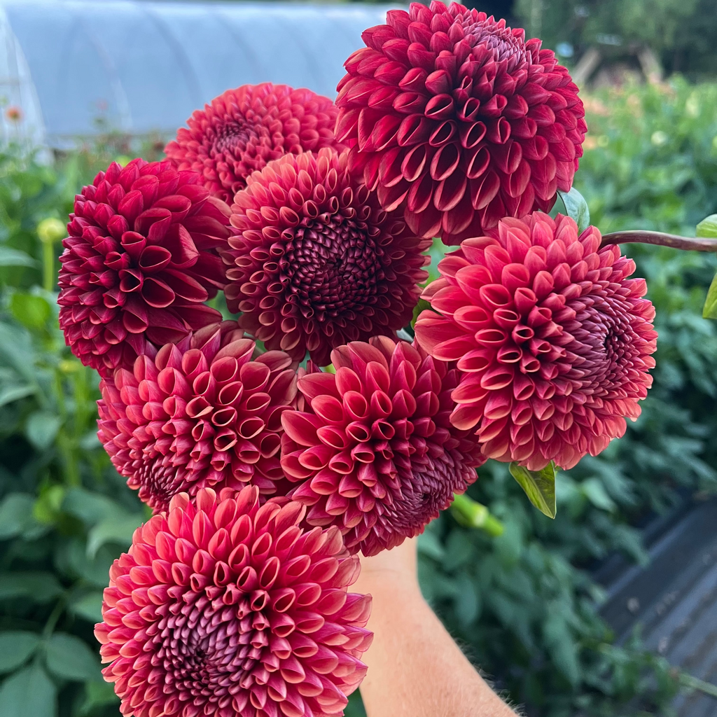 Dahlia tuber - Copper Boy