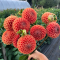 Dahlia tuber - Cornel Bronze