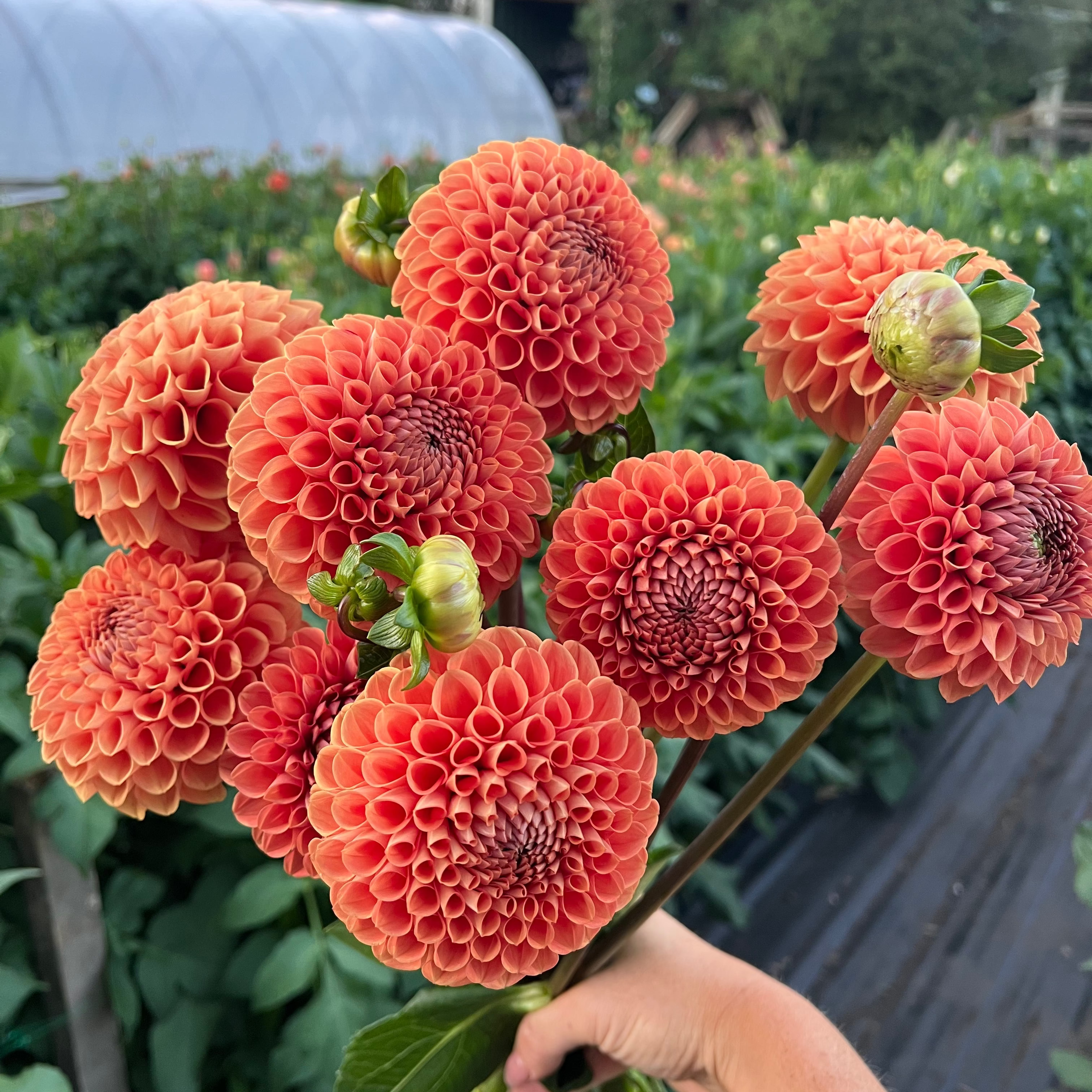 Dahlia tuber - Cornel Bronze