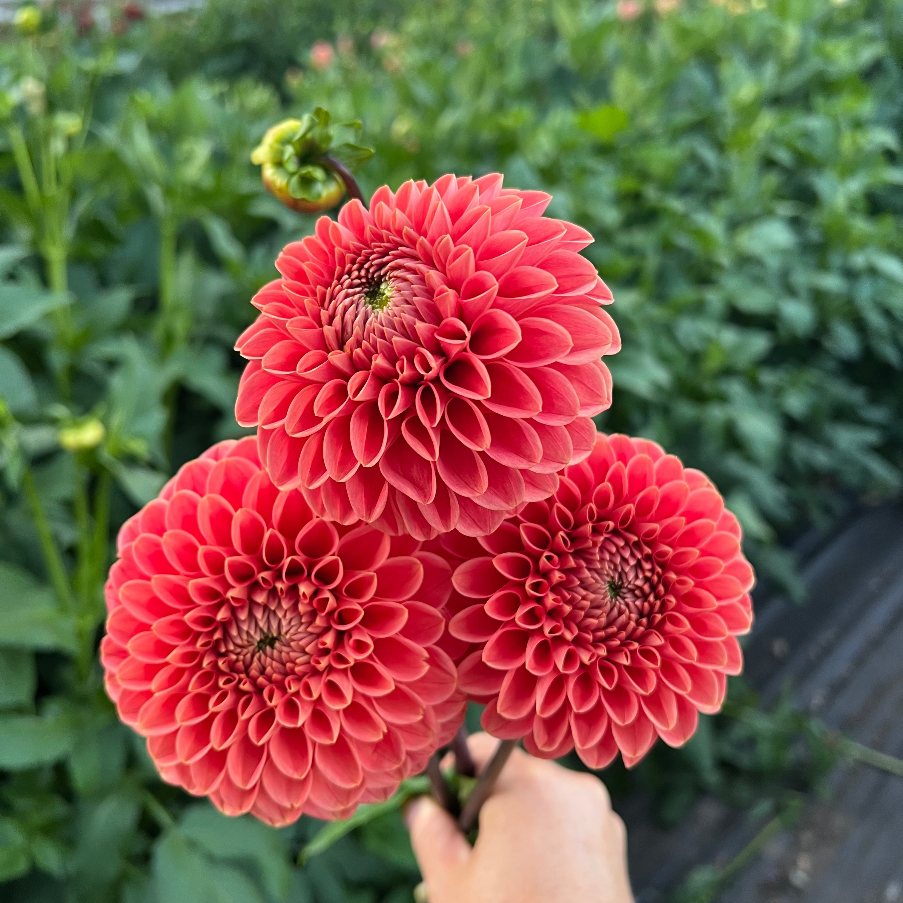 Dahlia tuber - Jomanda