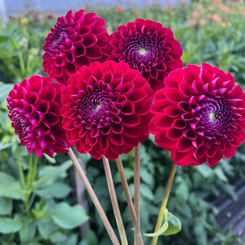 Dahlia tuber - Amy Cave