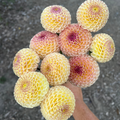Dahlia tuber - Karry Sinclair