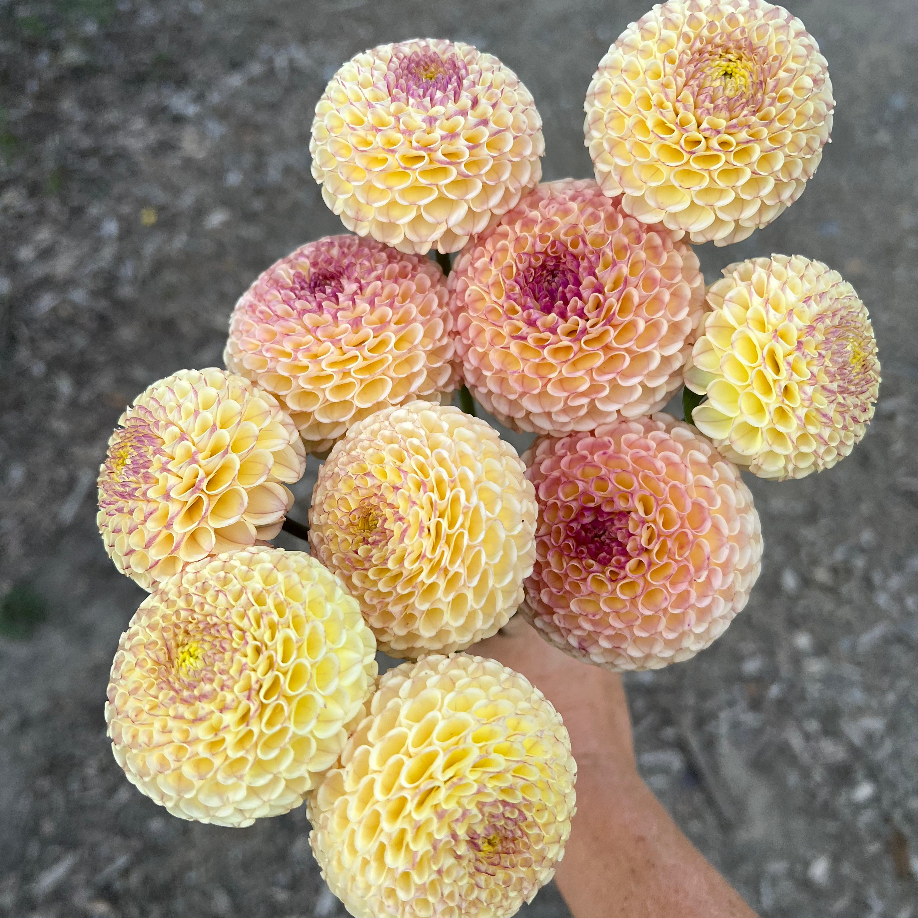 Dahlia tuber - Karry Sinclair