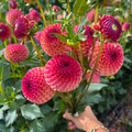 Dahlia tuber - Rosemary Dawn
