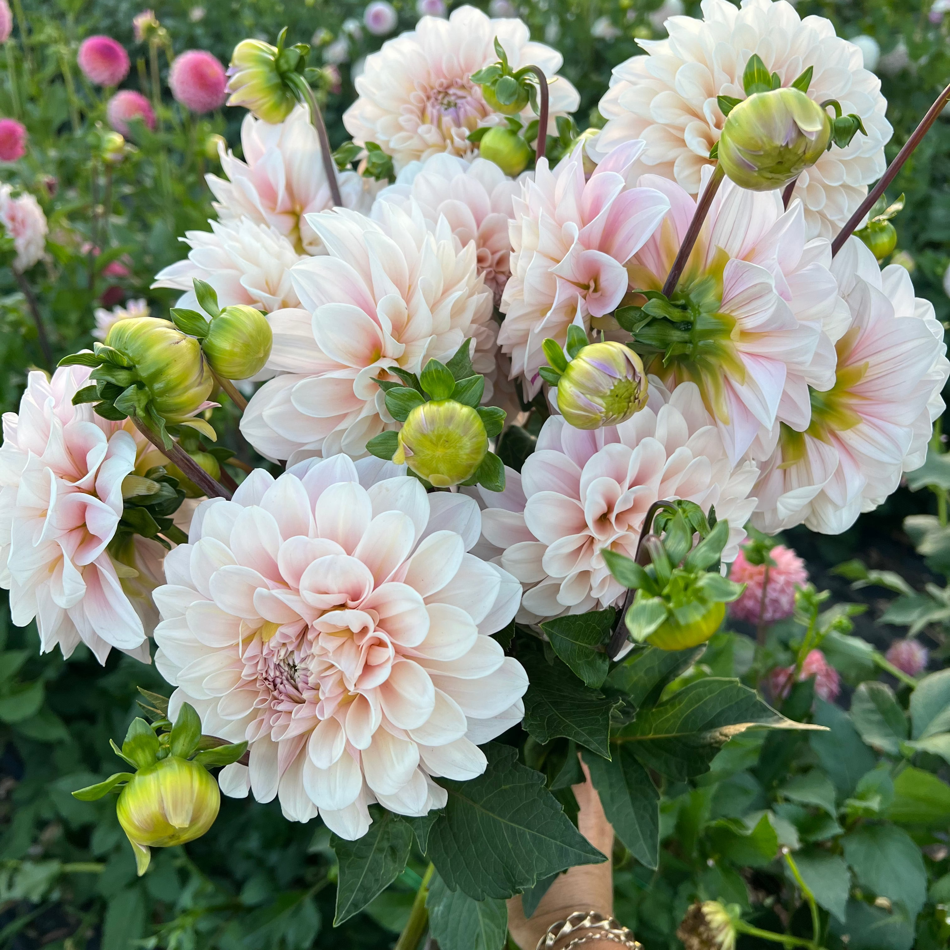 Dahlia tuber - Sweet Nathalie