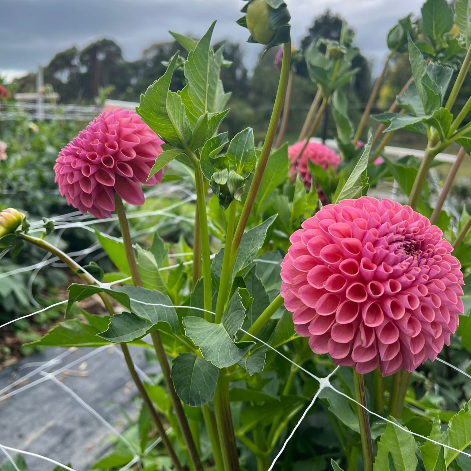 Dahlia tuber - Jowie Winnie