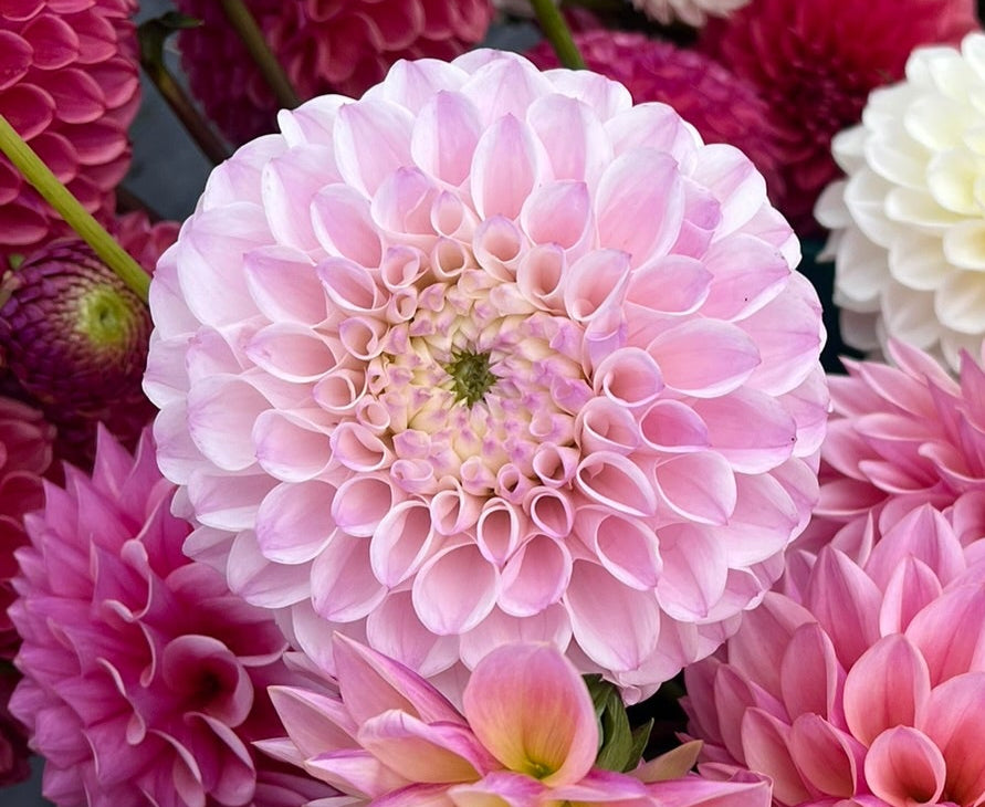 Dahlia tuber - Pink Pearl