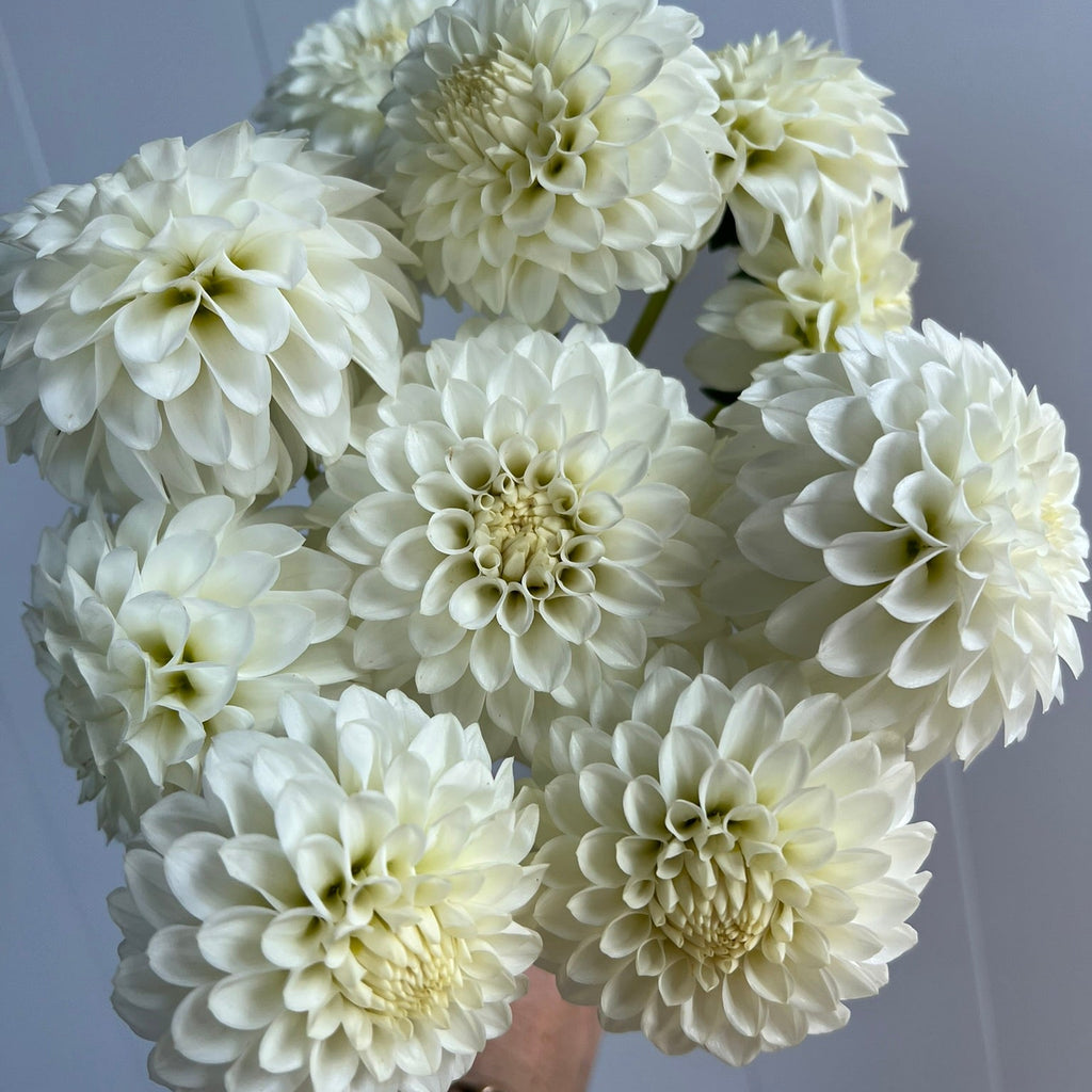 Dahlia tuber - Boom Boom White