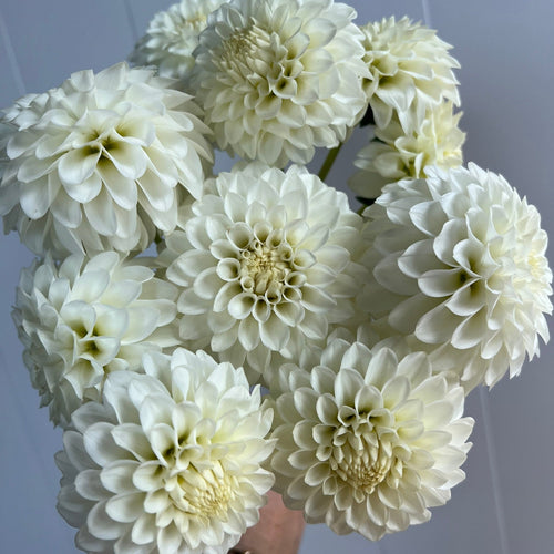 Dahlia tuber - Boom Boom White
