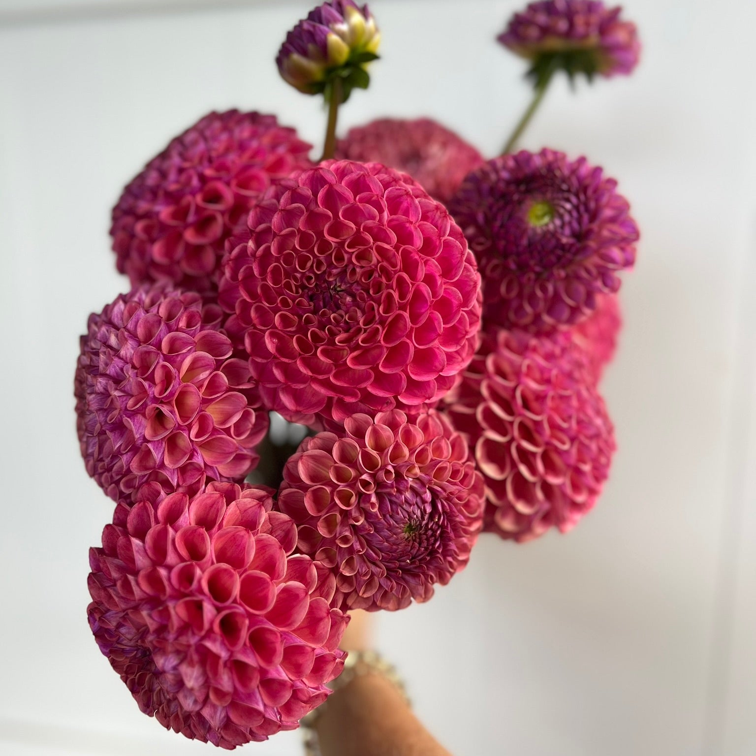 Dahlia tuber - Caitlins Joy