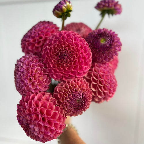 Dahlia tuber - Caitlins Joy