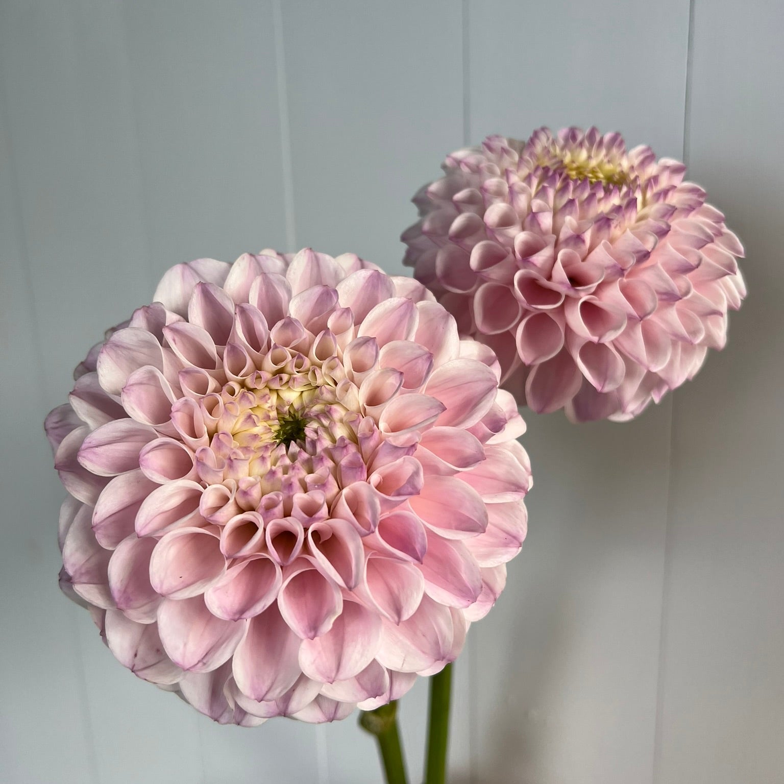 Dahlia tuber - Pink Pearl