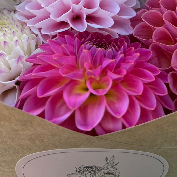 Dahlia tuber - Pink Suffusion
