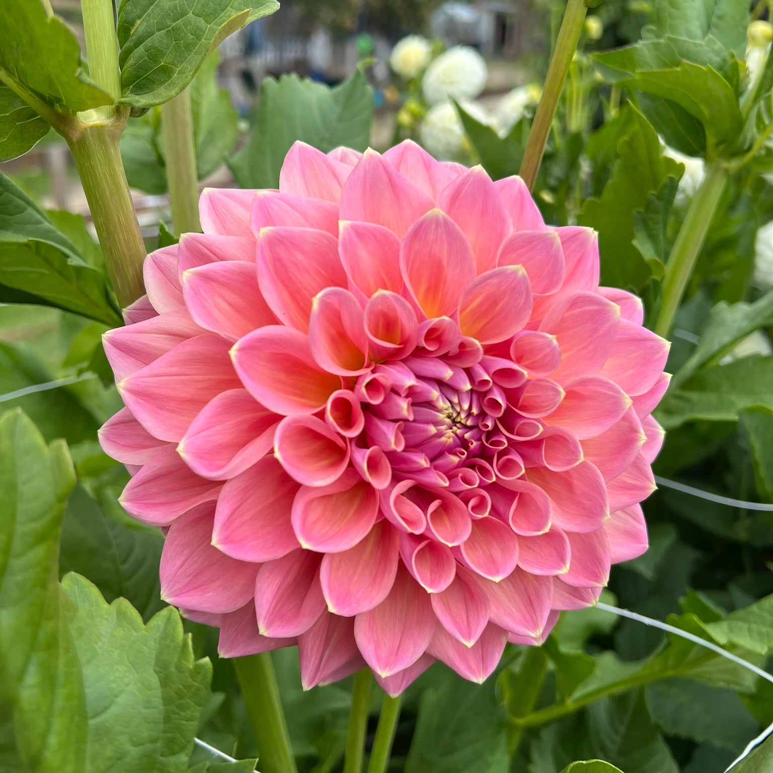 Dahlia tuber - Joal Kaitlin