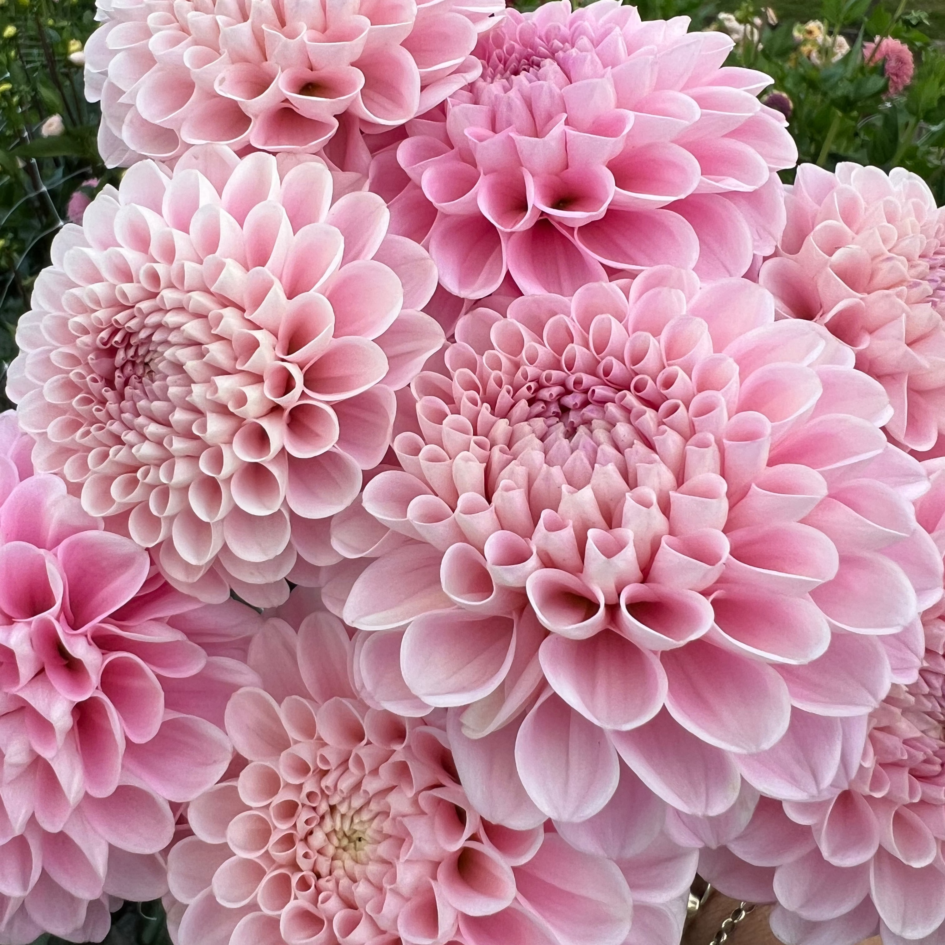 Dahlia tuber - Wizard of Oz
