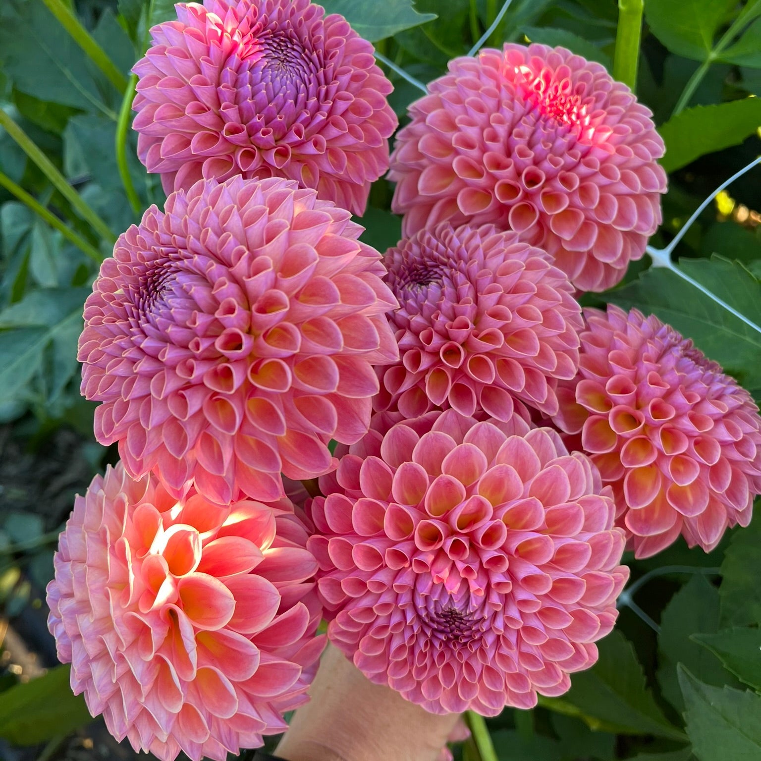 Dahlia tuber - Jowie Winnie
