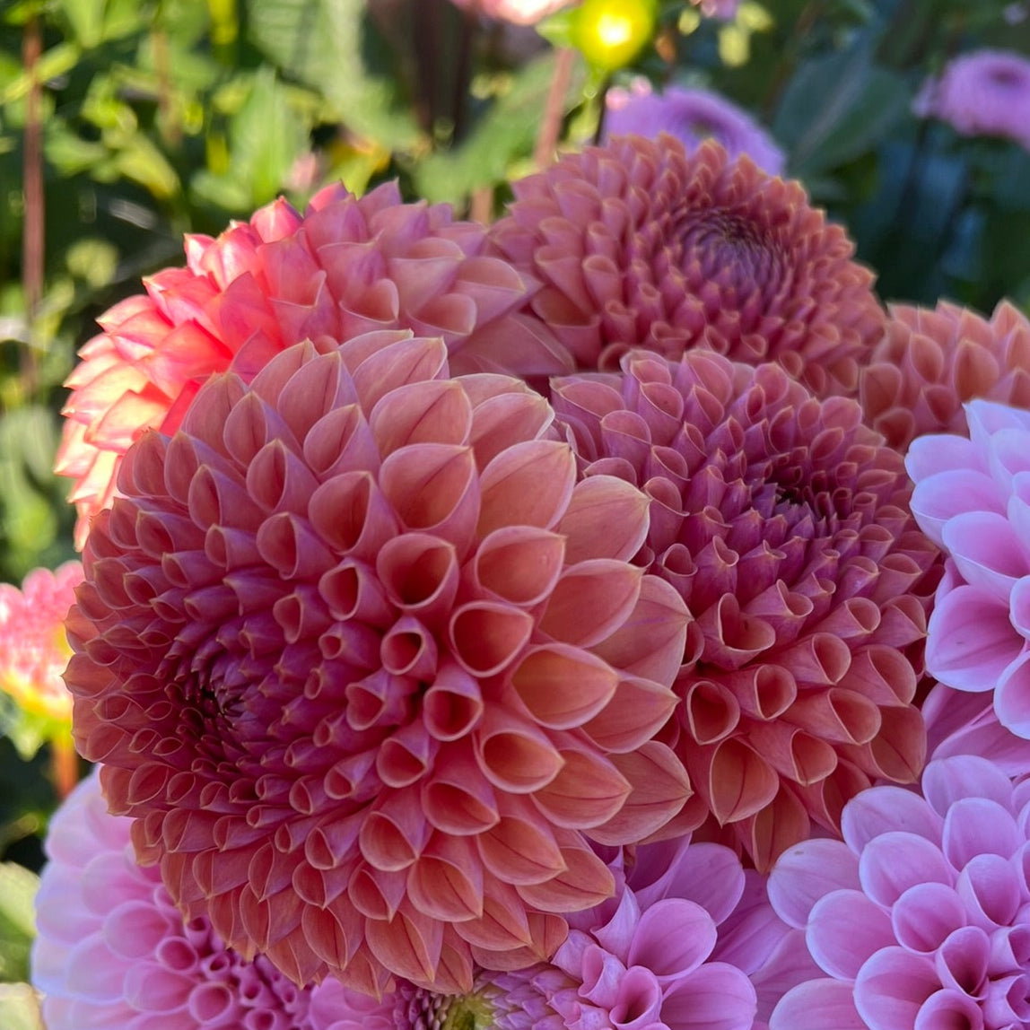 Dahlia tuber - Snoho jojo