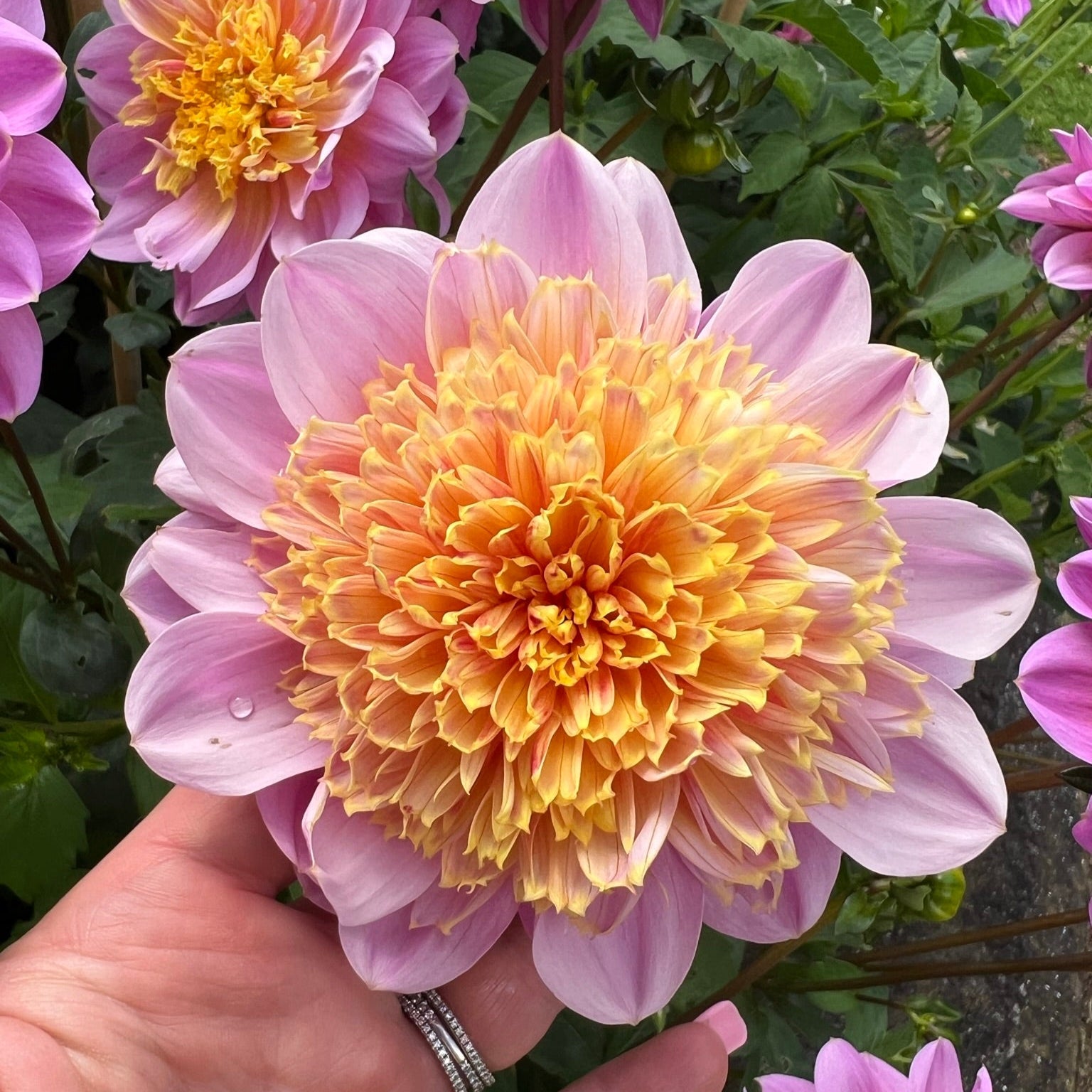 Dahlia tuber - Lifestyle