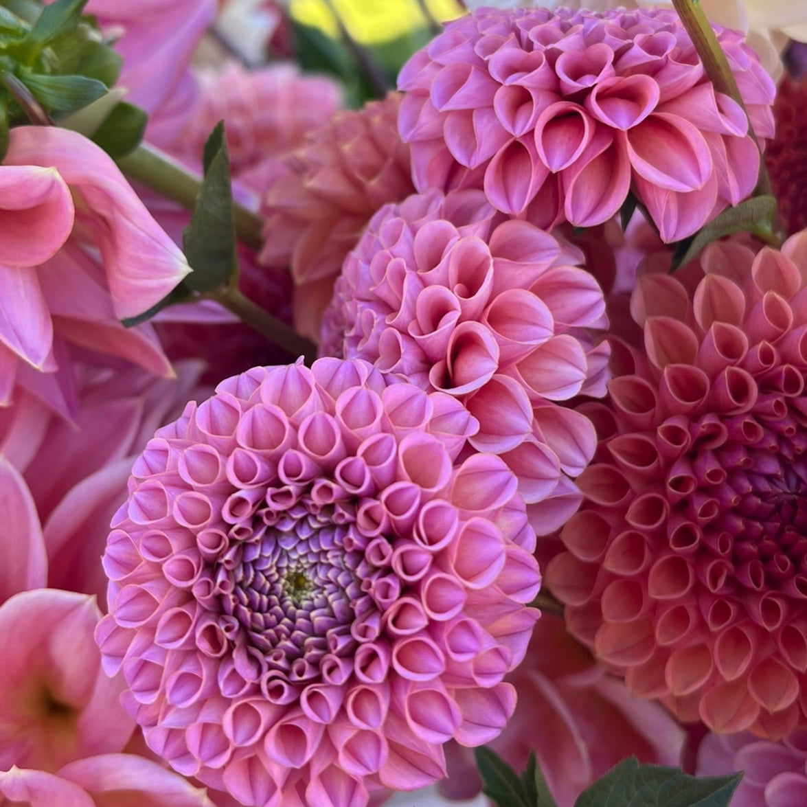 Dahlia tuber - Kokopuff
