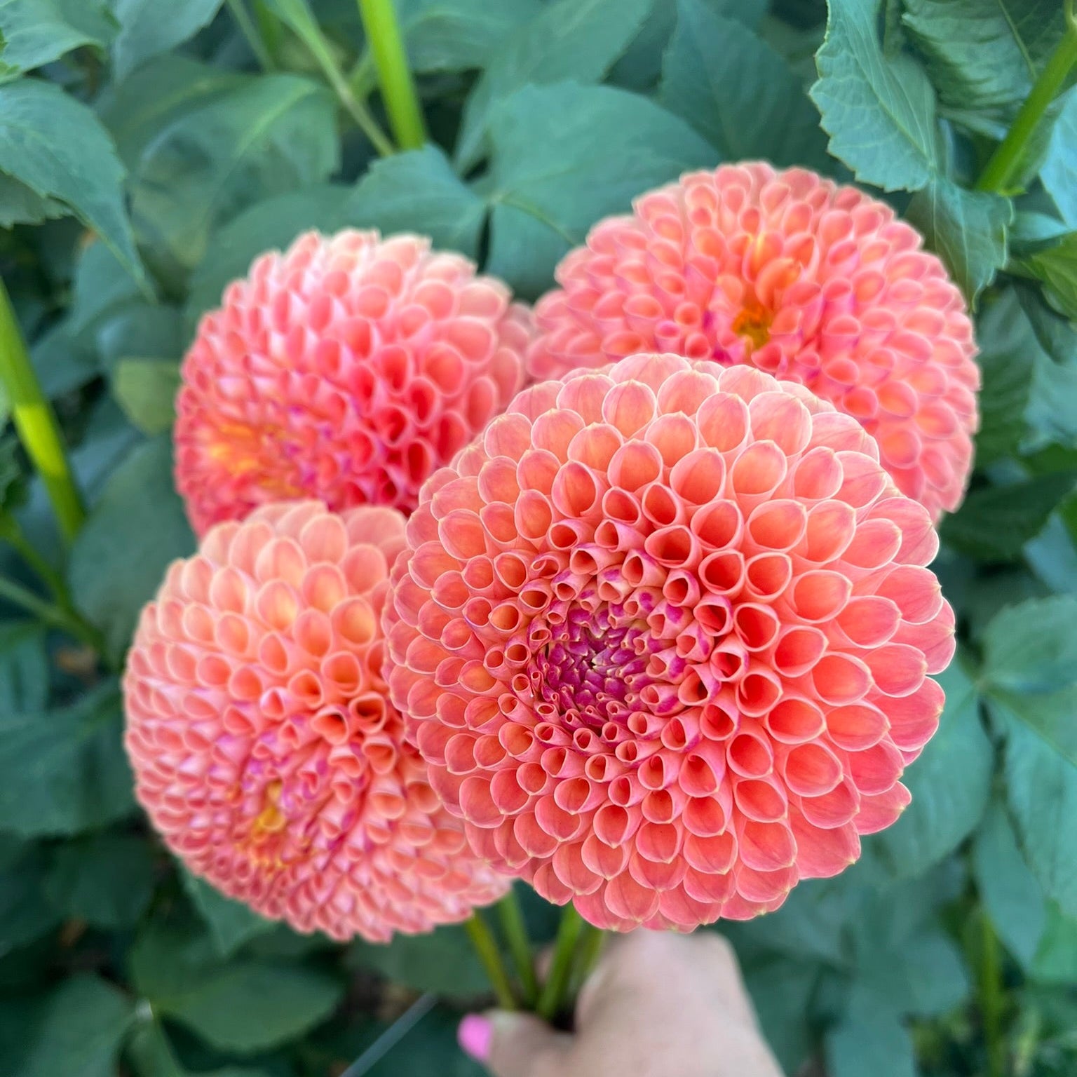 Dahlia tuber - Jowie Nicky / Paula