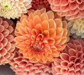 Dahlia tuber - Sylvia