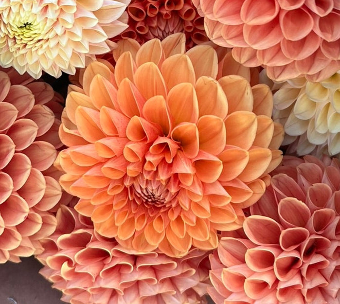 Dahlia tuber - Sylvia