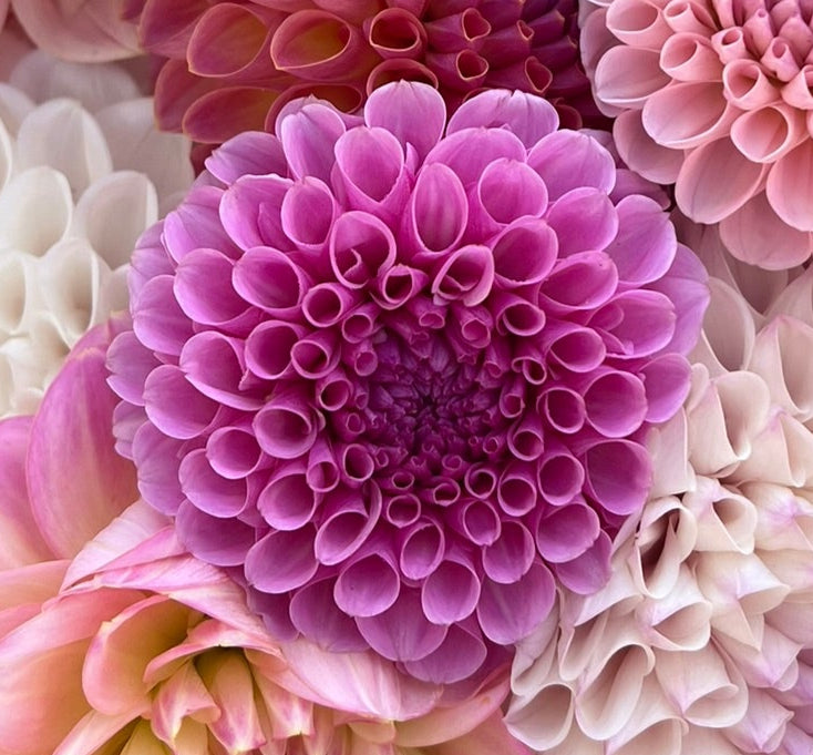 Dahlia tuber - Stolze von Berlin