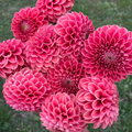 Dahlia tuber - Jomanda