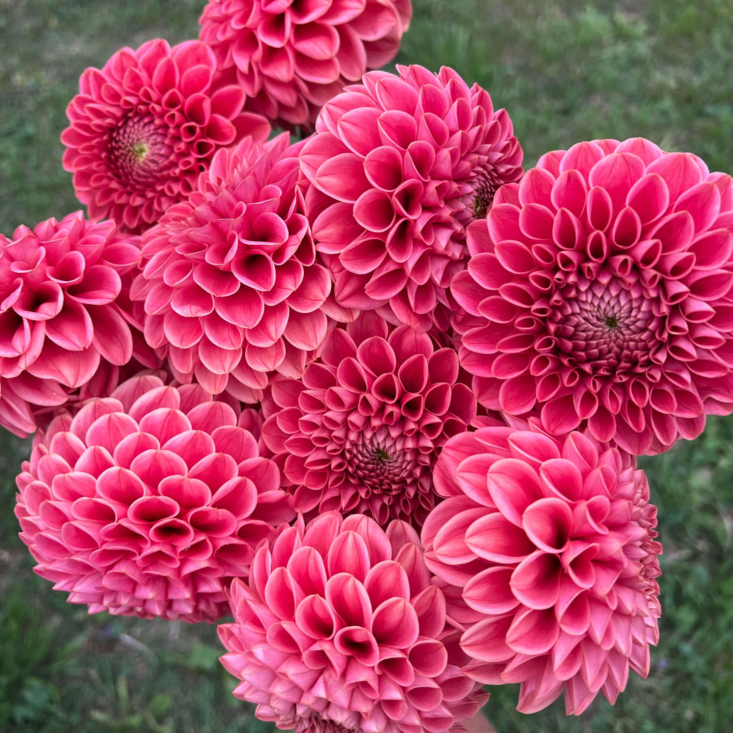 Dahlia tuber - Jomanda