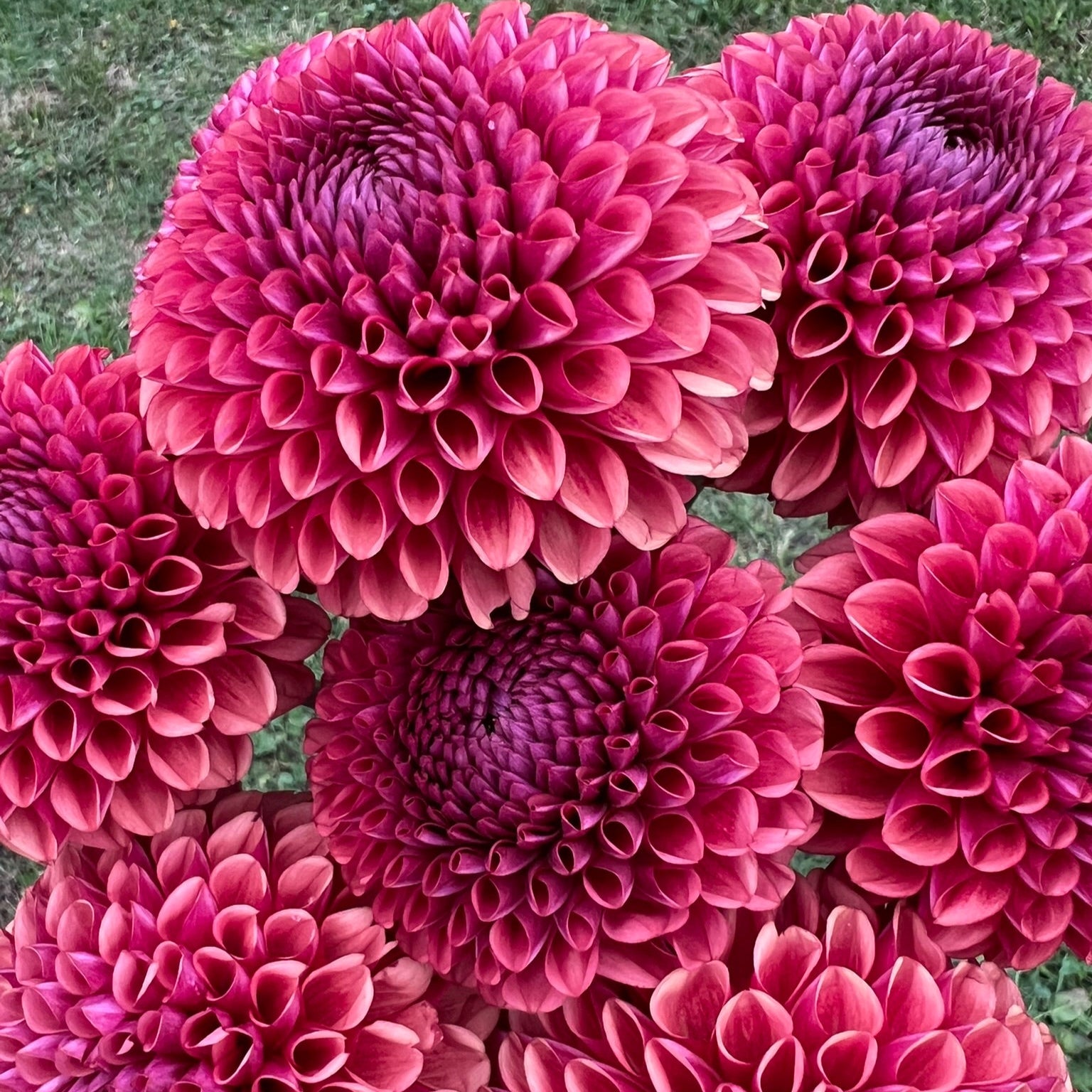 Dahlia tuber - Copper Boy