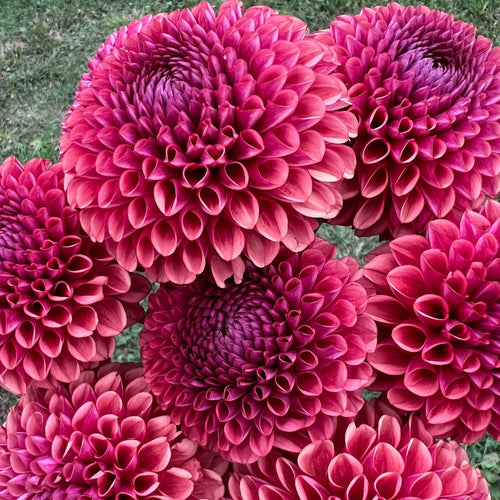 Dahlia tuber - Copper Boy