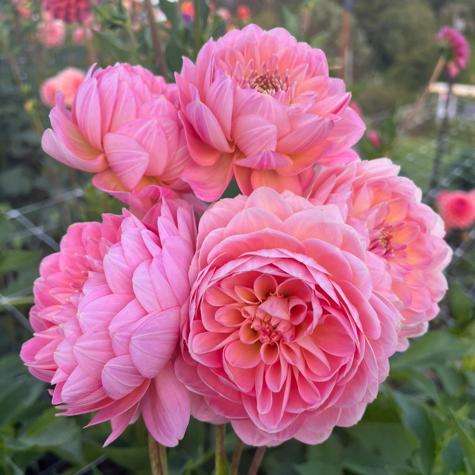 Dahlia tuber - Rosemary Webb