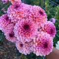 Dahlia tuber - Wine eye Jill