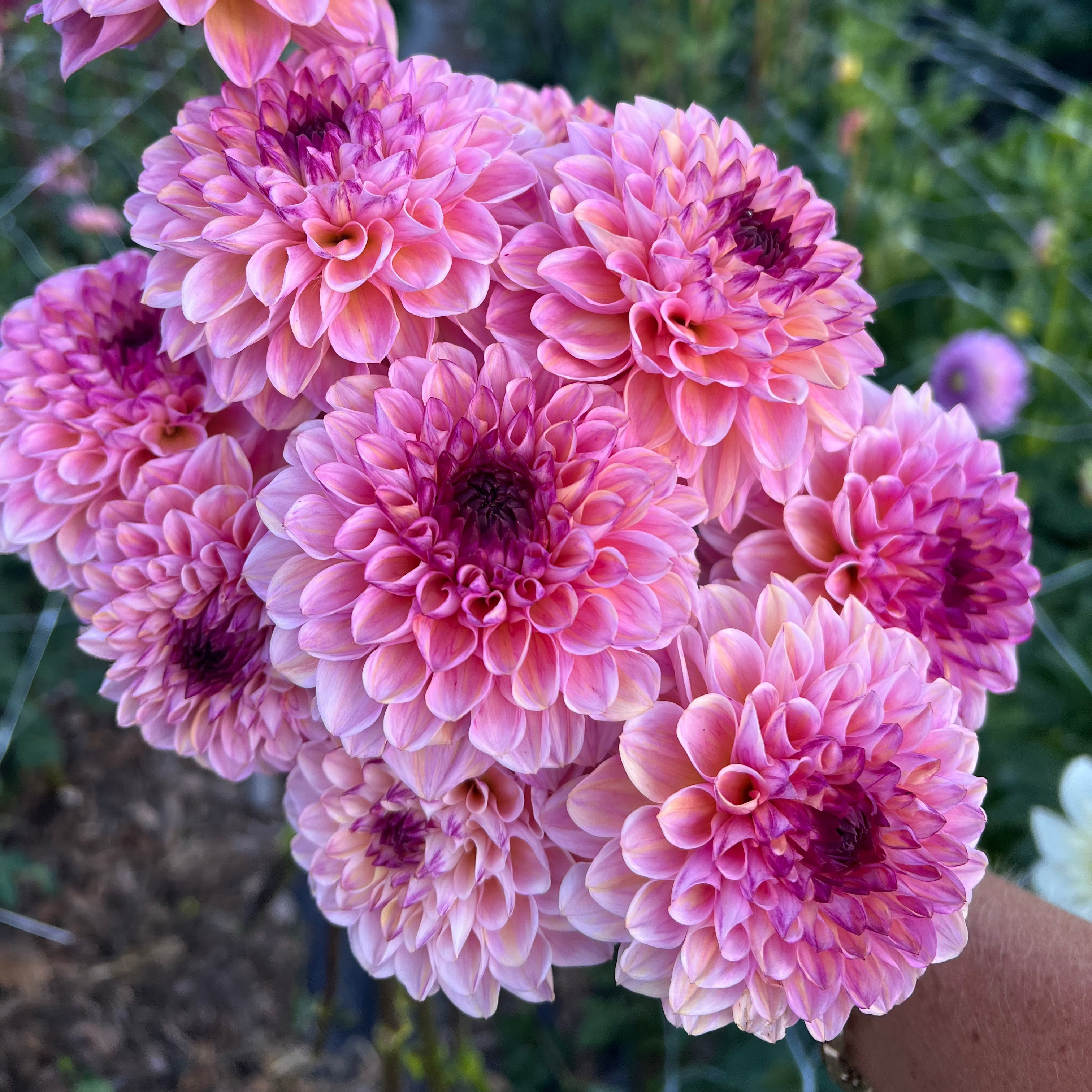 Dahlia tuber - Wine eye Jill