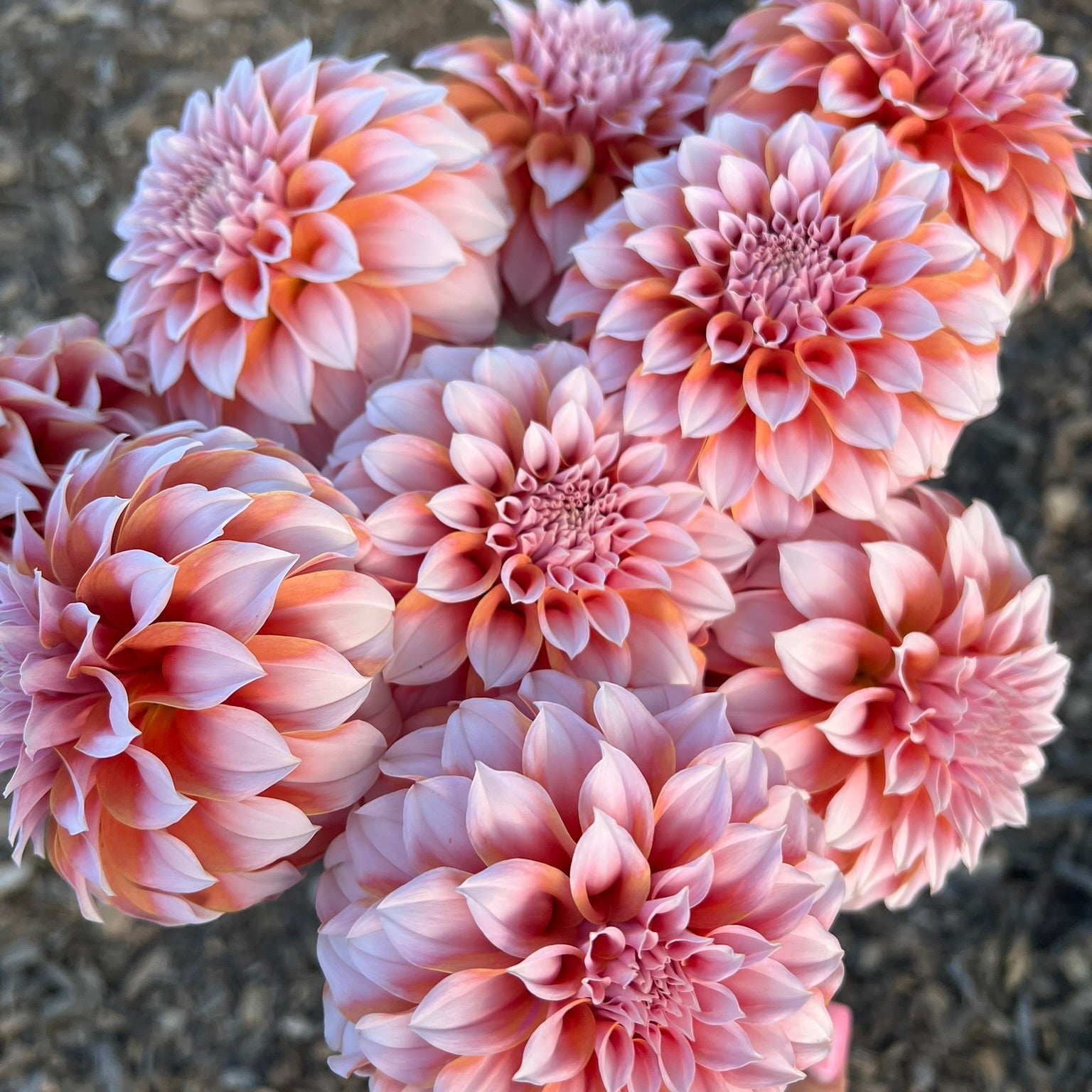 Dahlia tuber - Peaches n Cream