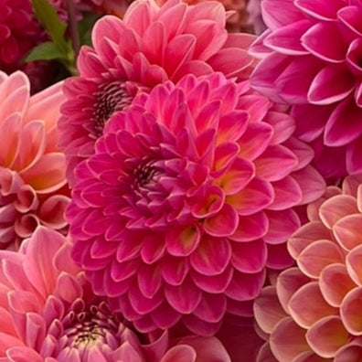 Dahlia tuber - Pink Suffusion