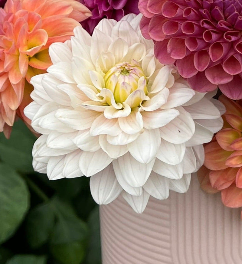 Dahlia tuber - Silver Years