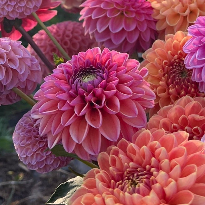 Dahlia tuber - Daisy Duke