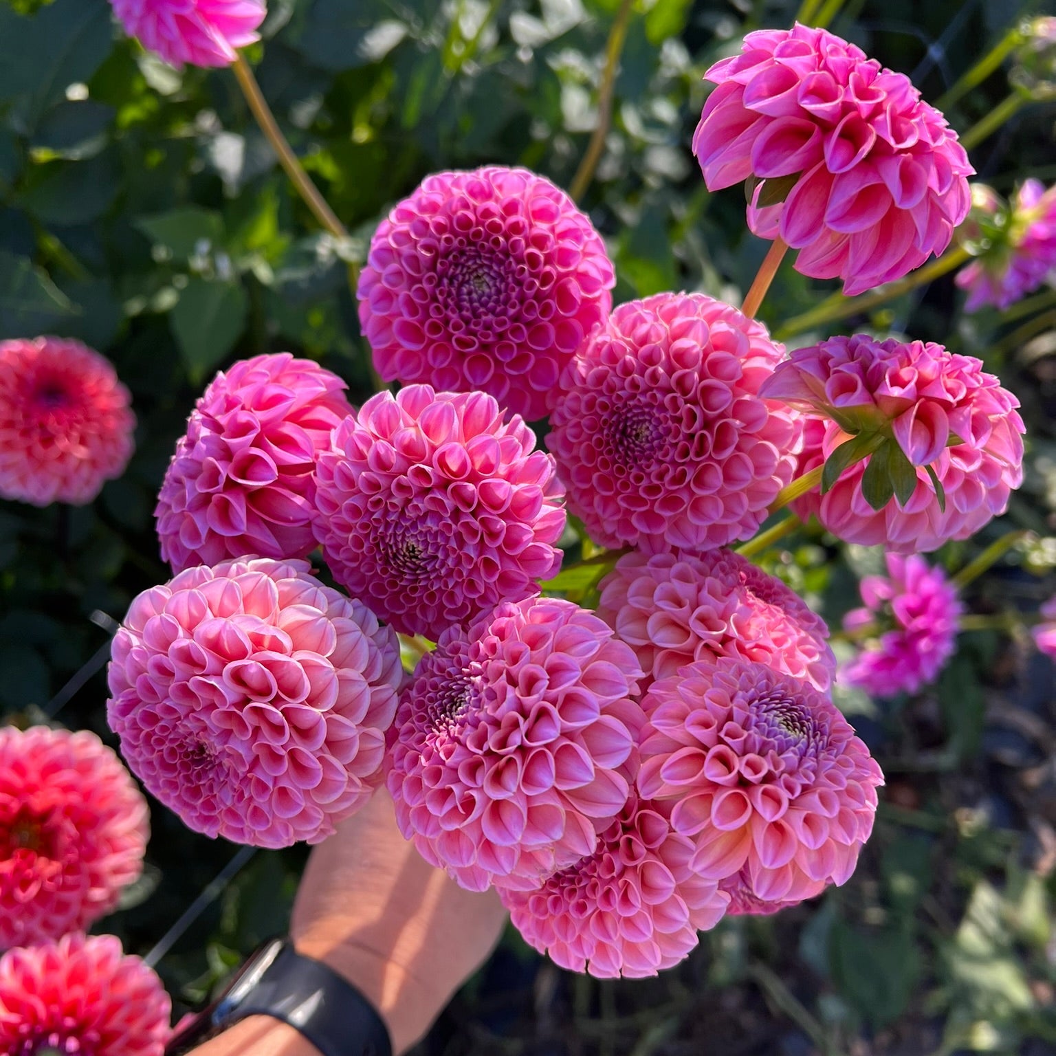 Dahlia tuber - Kokopuff