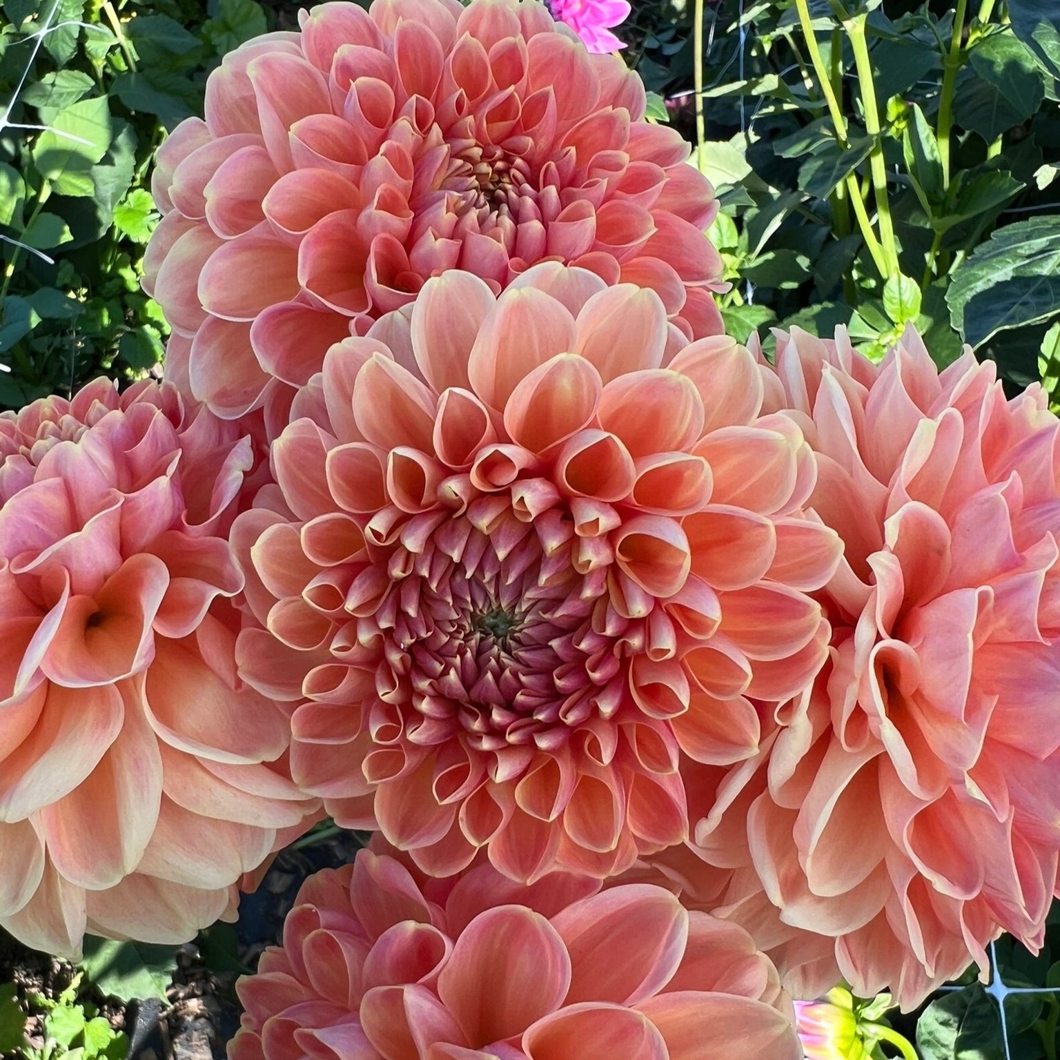 Dahlia tuber - Crichton Honey