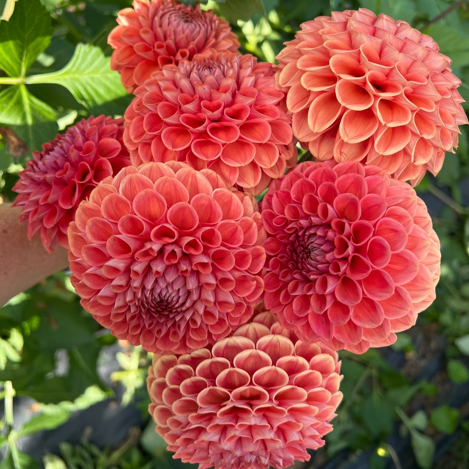 Dahlia tuber - Cornel Bronze