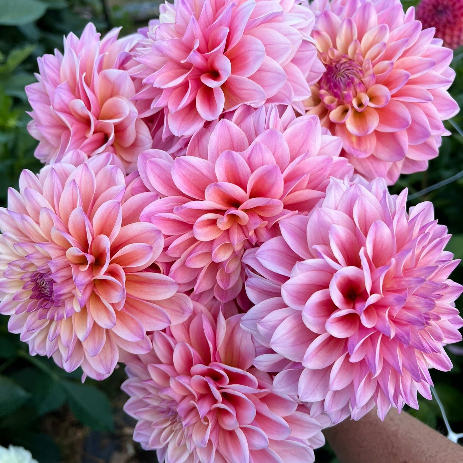 Dahlia tuber - Coralie
