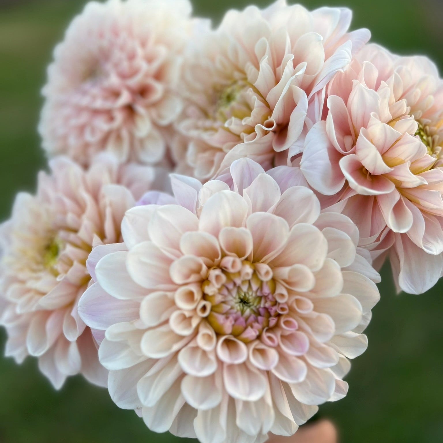 Dahlia tuber - Sweet Nathalie