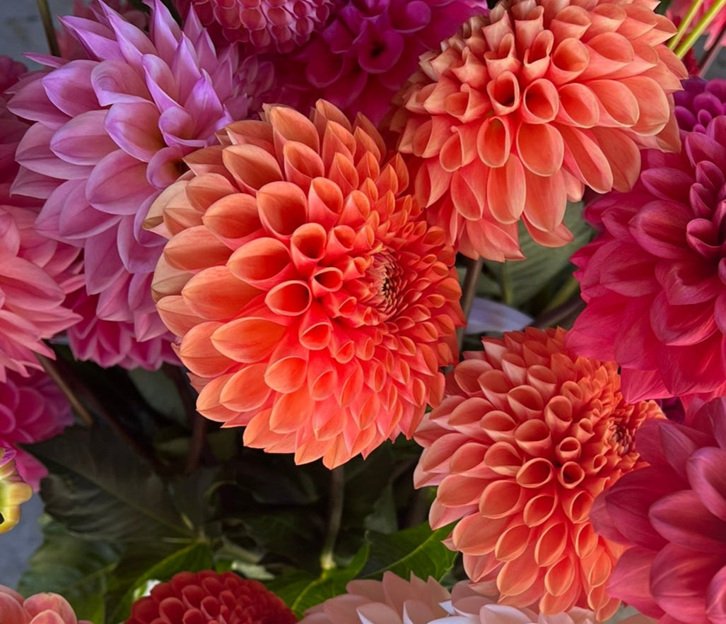 Dahlia tuber - Jowie Linda